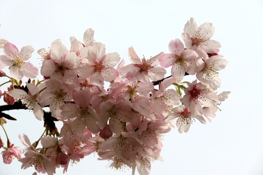 櫻花