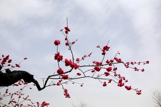 櫻花