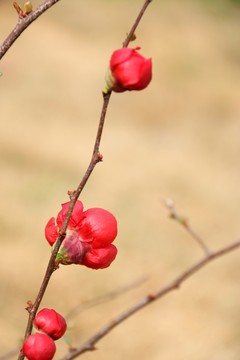 鮮花