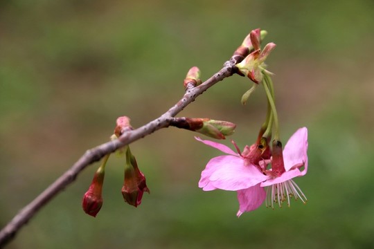 櫻花