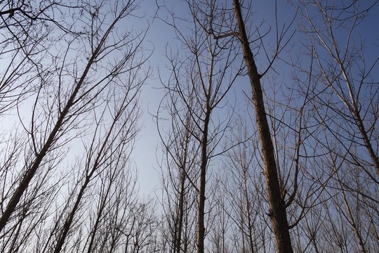 樹枝藍天