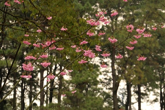 櫻花