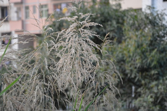 蘆葦花