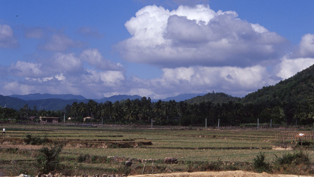 綠色田野