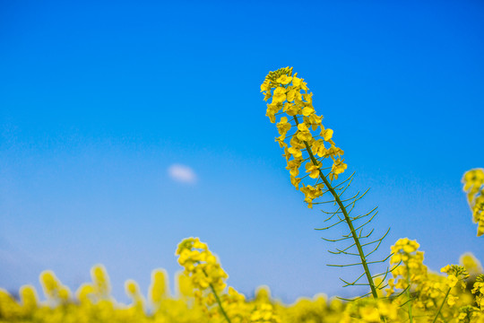 油菜花