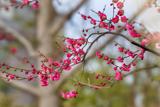 紅梅 梅花