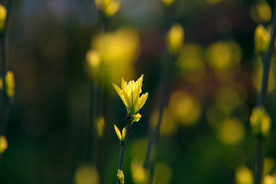 綠葉春芽