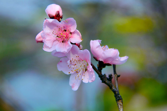 桃花