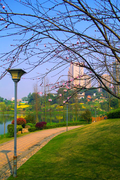 公園草地