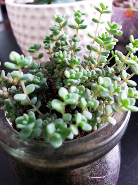 多肉植物