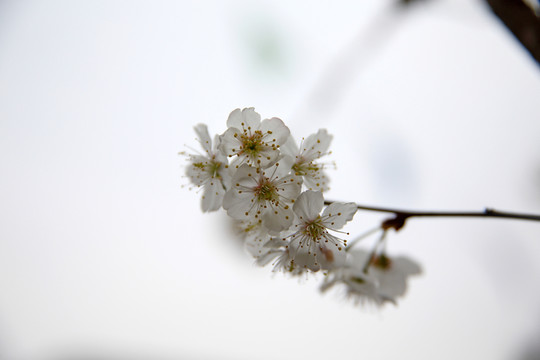 梨花樹(shù)