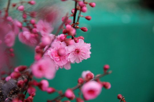 紅梅花 紅花