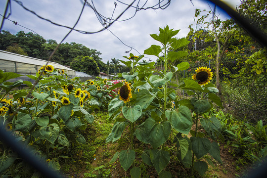華農(nóng)植物園 向日葵