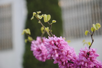 紫荊花