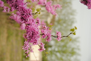 紫荊花