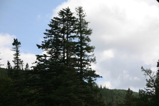 長白山 高山松柏