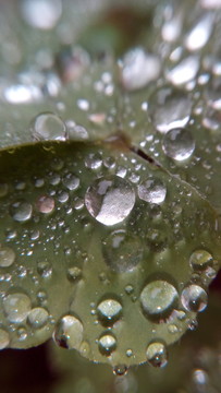 水珠