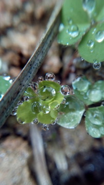 水珠