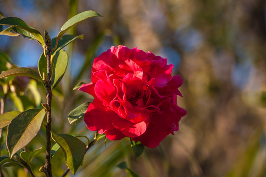 茶花
