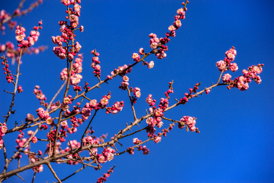 梅花 紅梅