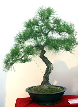 松樹 盆栽