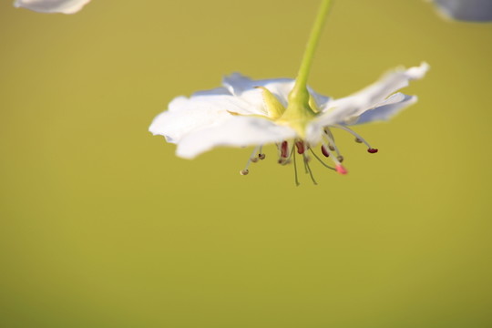 梨花