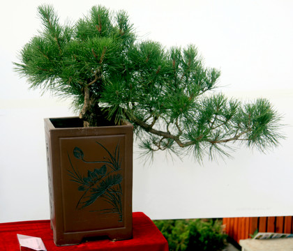 盆栽 松樹
