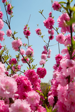 春天 桃花