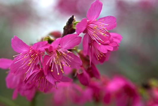櫻花