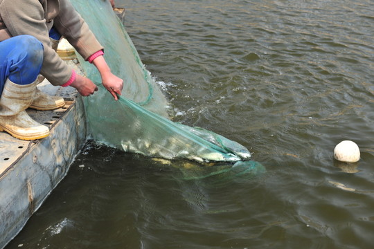 撈魚