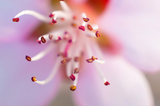 花蕊