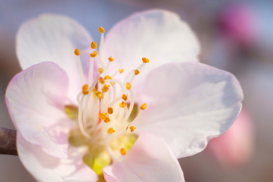 梅花