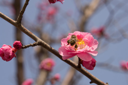 梅花