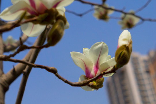 玉蘭花