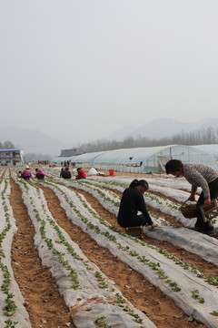 田間