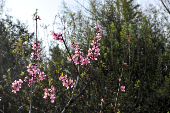 桃花 桃樹