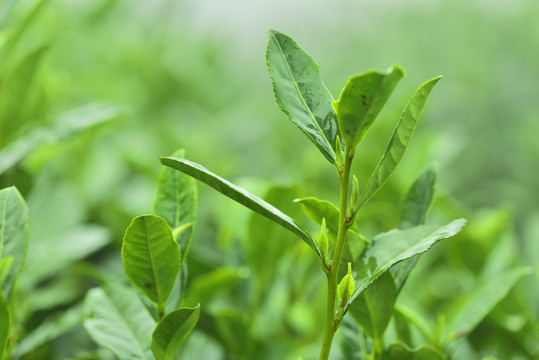 綠芽 谷雨前茶