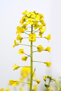 油菜花
