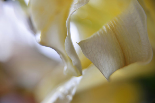 百合