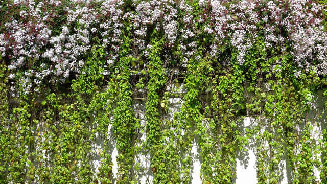 爬山虎素馨花