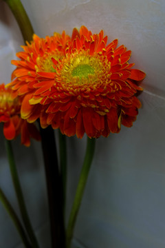 非洲菊