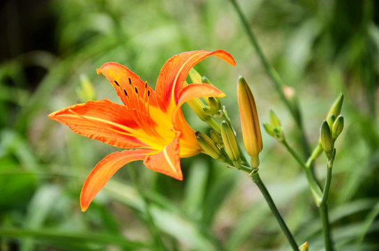 黃花菜