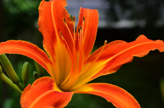 黃花菜