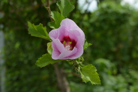 木槿