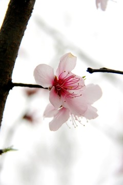 桃花特寫