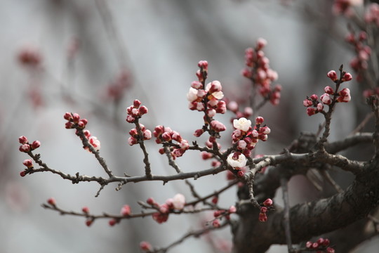桃花