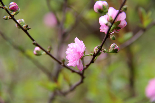 枝頭桃花