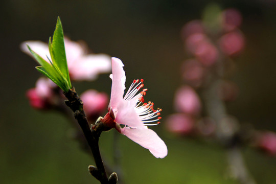 桃花特寫