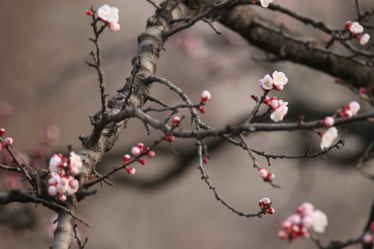 桃花