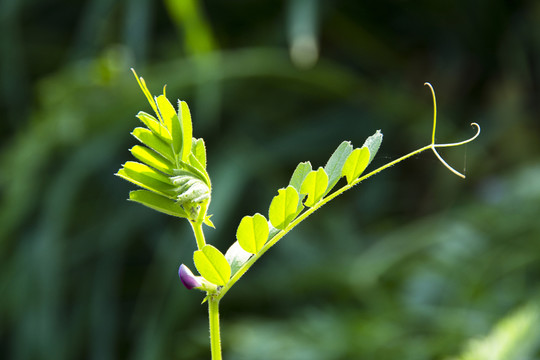 苕子 苕子花